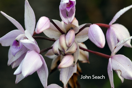 ambrym island orchid vanuatu