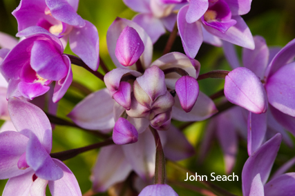 ambmrym island orchid